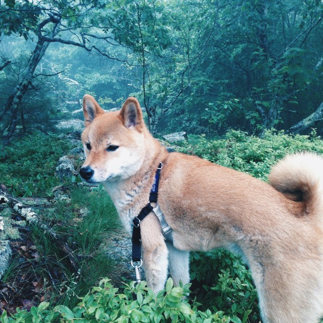 Hiking with Mandu is one of the best things ever